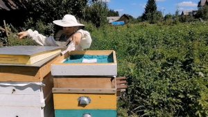 Как понять, что мёд созрел. Когда откачивать мёд.