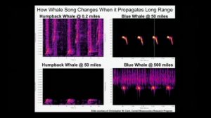 Peter Tyack: The intriguing sound of marine mammals