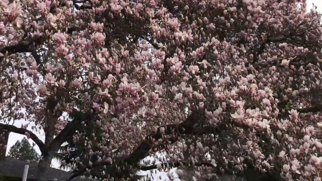 Жевать или не жевать: вот в чем вопрос! Три зуба за 18 тысяч $. Показываю на глобусе свои маршруты. смотреть онлайн