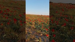 Тюльпаны Грейга. Одно из красивейших мест на планете!