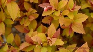 Спирея японская Литтл Флейм (little flame) ? обзор: как сажать, саженцы спиреи Литтл Флейм