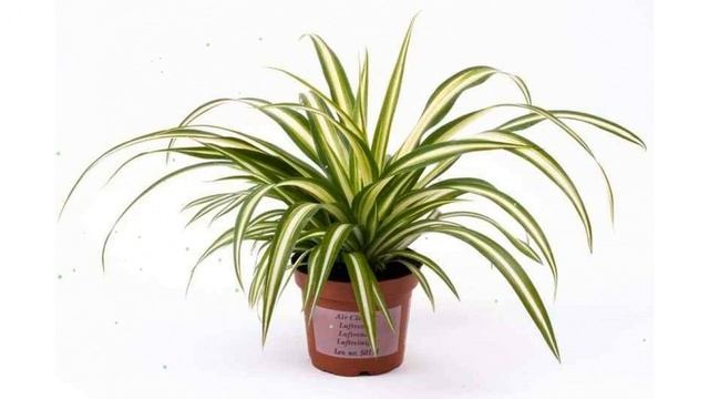 Хлорофитум Вариегата, d12 обзор ЦКР0333 бренд производитель смотреть онлайн