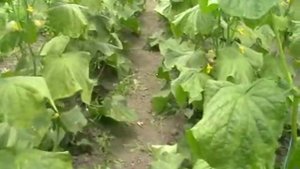 болезни огурцов