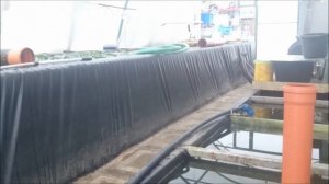 Зимовка карпов кои в теплице.Чистка фильтра в водоёме.