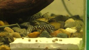 Молодые Гипанциструсы L-066 _Королевский Тигр_ (Hypancistrus sp. L-066, King Tiger Pleco)