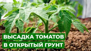 ТОМАТНОЕ ЦАРСТВО | Высадка ранних томатов в теплицу