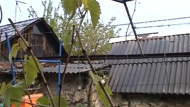 Размышления о проблеме с акацией смотреть онлайн