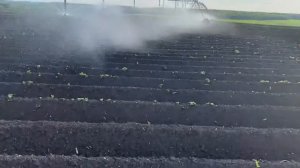 Как поливать картофель