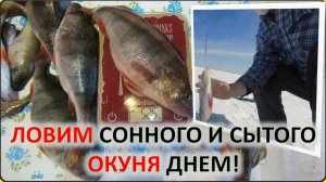 Рыбалка . Ловим окуня зимой на блесну. Пробую соблазнить сонного окуня днем вкусной блесной.