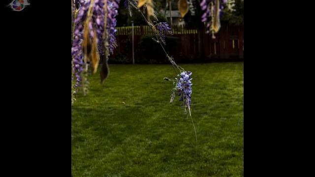 Photographic Study of Wisteria Blooms