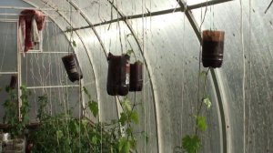 Тепличные растения и саженцы винограда на 09 06 2015