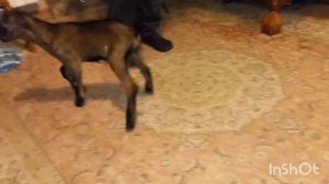 Продам нубийскую козочку от Шанель. Не дорого!!!