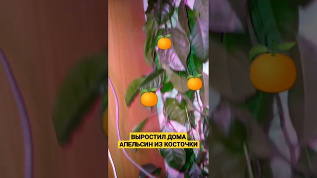 ВЫРОСТИЛ ДОМА АПЕЛЬСИНЫ ИЗ КОСТОЧКИ😄