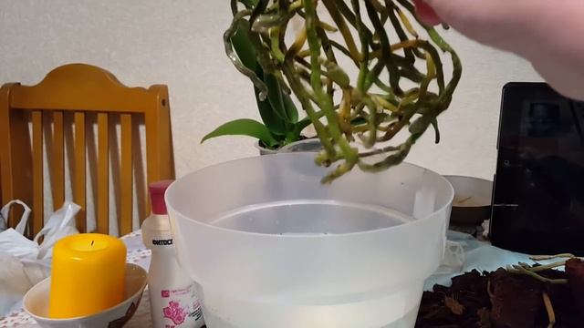 Пересадка орхидей, разговор о торфяных горшочках смотреть онлайн