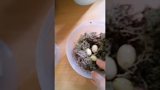 Инкубация кладки ♥️? смотреть онлайн