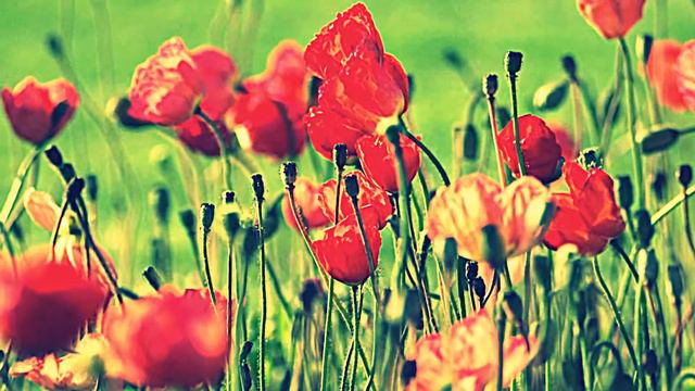 Просто цветочки, надо уважать природу =3 смотреть онлайн