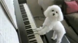 Музыкальный пудель