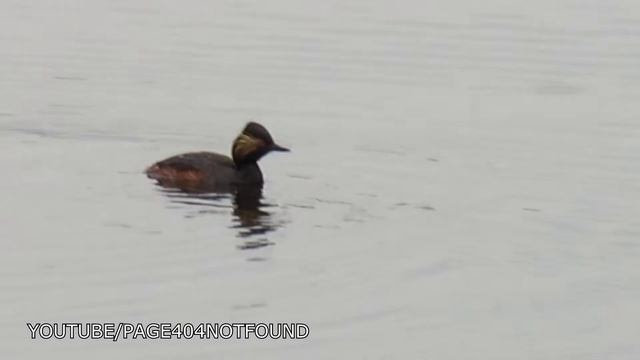 #blog Черношейная поганка смотреть онлайн