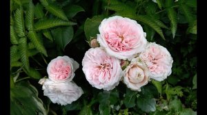 Плетистая роза Джардина после полного вымерзания (rose Giardina)