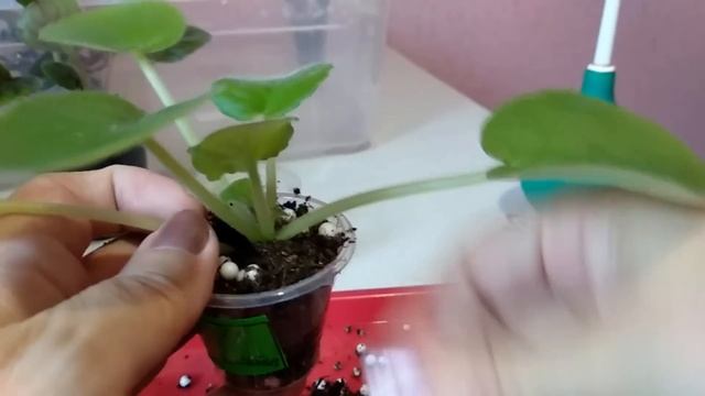 Фиалки./ Пересаживаю новую коллекцию. Так я ещё никогда не делала. смотреть онлайн