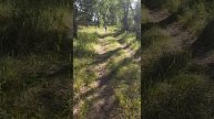 Прогулка по лесу