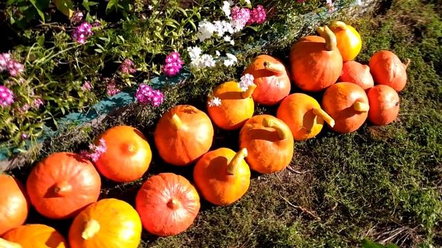 Тыква Оранж Саммер F1. смотреть онлайн