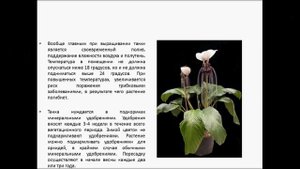 ТАККА