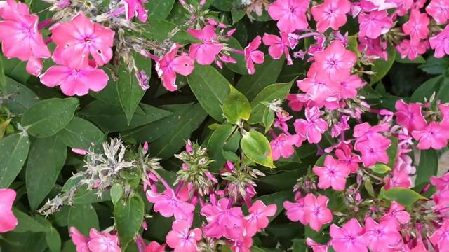 Phlox paniculata 'Sweet Summer' смотреть онлайн