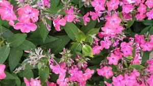Phlox paniculata 'Sweet Summer'