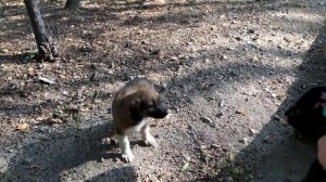 Чудо в Душанбе глазами ТУРИСТА. Ботанический сад