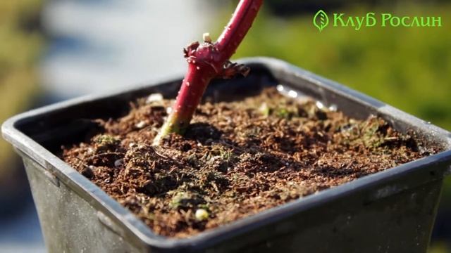 Випуск 150. Дерен білий Elegantissima смотреть онлайн