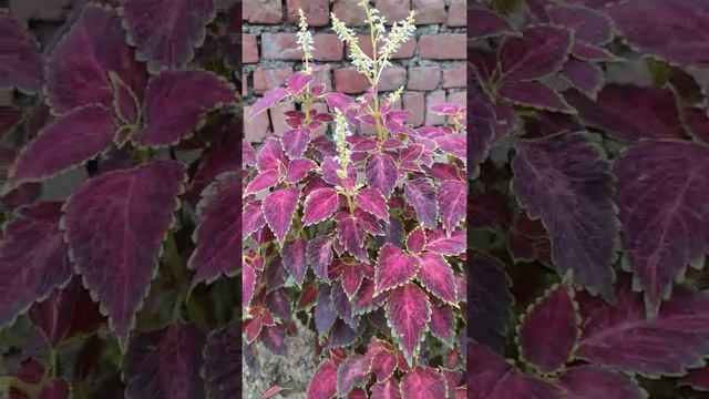 Coleus blumei?... blooming ???????☘️