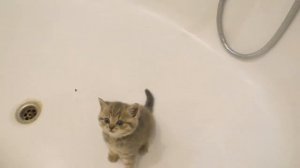 Котёнок не хочет в ванну и громко мяукает