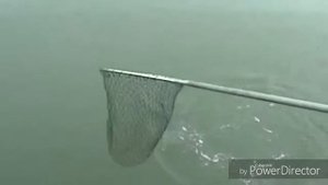 Шокирующие способы ловли рыбы