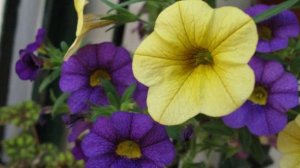 Патио Фестиваль цветов г. Кордова Испания