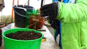 Саженцы винограда: как значительно улучшить их качество  до высадки  весной?