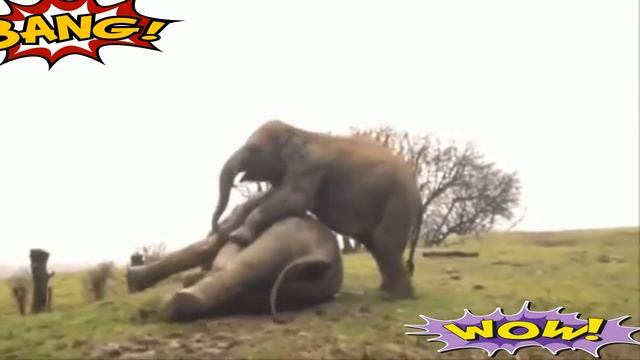 Приколысо слонами и смешные слонята /Приколы с животными