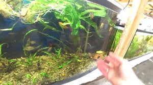 Распаковка, аквариумные растения