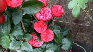 Розы в моём саду 2020. Лучшие сорта! Роза ч\г Пиано (Evers Tantau, 2007)