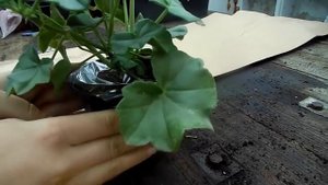 Черенки Герани. Как мы пакуем и пересылаем ЦВЕТЫ ЗИМОЙ.