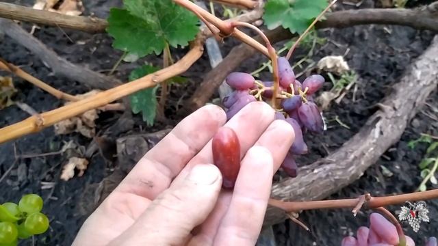 Гибридная форма винограда Карнавал. Сигнальная гроздь смотреть онлайн