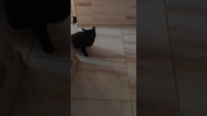 Кот спинальник - какие живые глазки