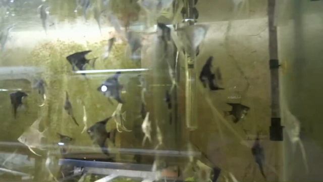 Хороший разводчик разводит скалярий /A good breeder breeds a Pterophyllum_scalare смотреть онлайн