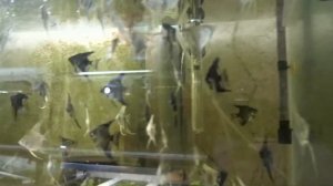 Хороший разводчик разводит скалярий /A good breeder breeds a Pterophyllum_scalare