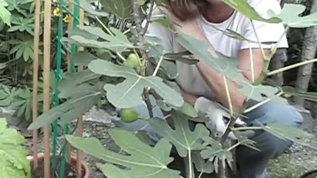 Экзоты подросли и плодоносят смотреть онлайн