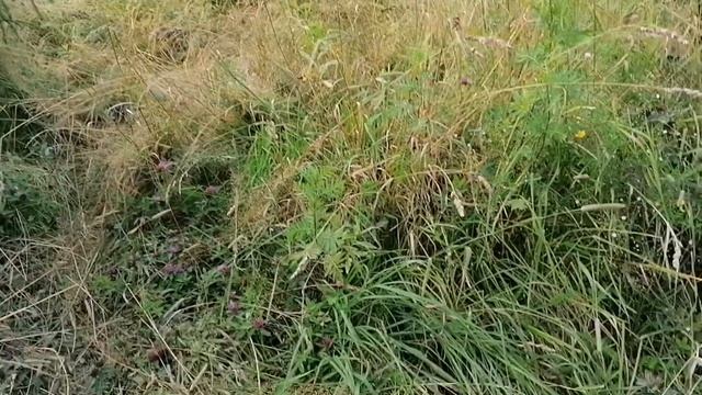 В лес да по-грибы. Как мы ходим в лес собирать грибы смотреть онлайн