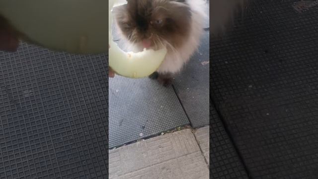 Кот ест дыню смотреть онлайн