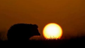 Тәулік бөліктері. ҚМТҚ.