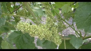 Цветет виноград. Чем ему помочь?