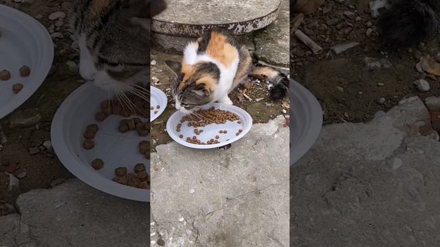 Любовь, надежда, еда – давайте сделаем жизнь бездомных питомцев лучше вместе! смотреть онлайн